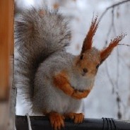 Acid_squirrel