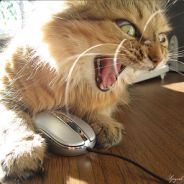 mad kitten