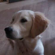 It's my puppy