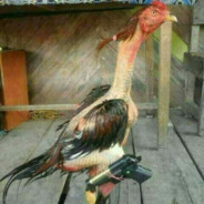 GaloDeCombate