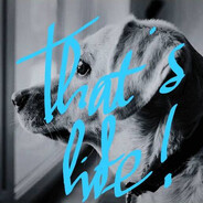 Jakarta's Stray Dog